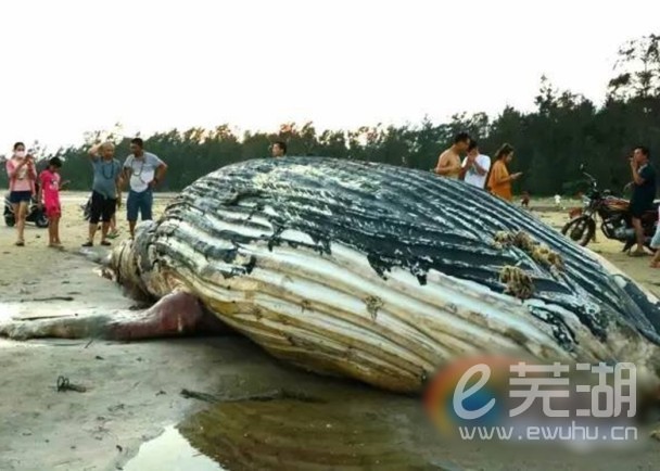 海南一景区附近惊现巨鲸尸体，探寻背后的故事与生态警示