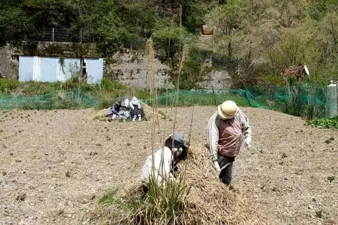 坟地走来小布偶，农村一年后的奇迹蜕变！神秘又引人深思的变化揭秘。