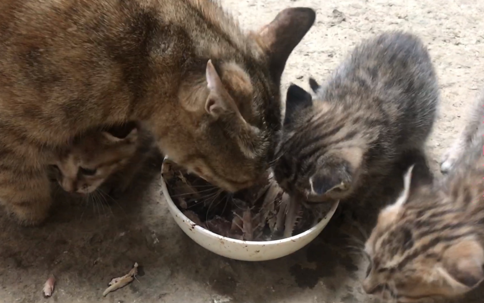 小孩哥大快朵颐鱼肉盛宴，猫咪垂涎三尺泪洒现场——羡慕还是嫉妒？一探究竟！