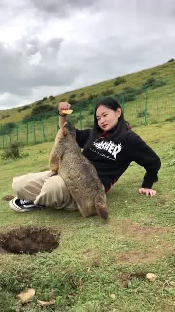 外出旅游别逗土拨鼠，安全至上，避免风险行为！必看攻略助你畅游无忧。