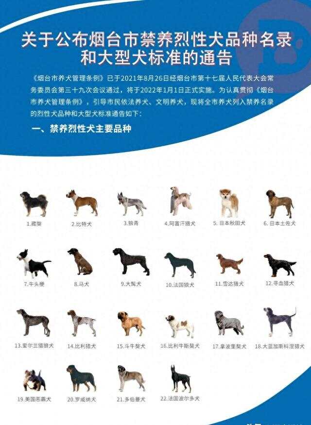 全国禁养犬名录统一公布，牵动亿万爱宠人士心弦的建议，背后真相揭秘！深度解读最新资讯。