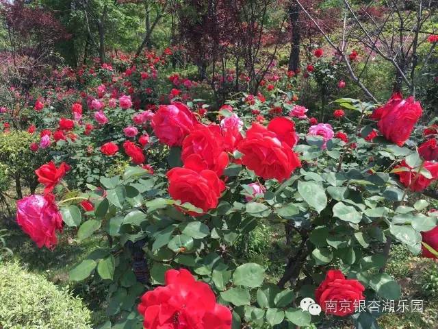 花花花人人下的秘密世界，一场情绪与未知的邈递之旅！探寻背后的奇迹与挑战。