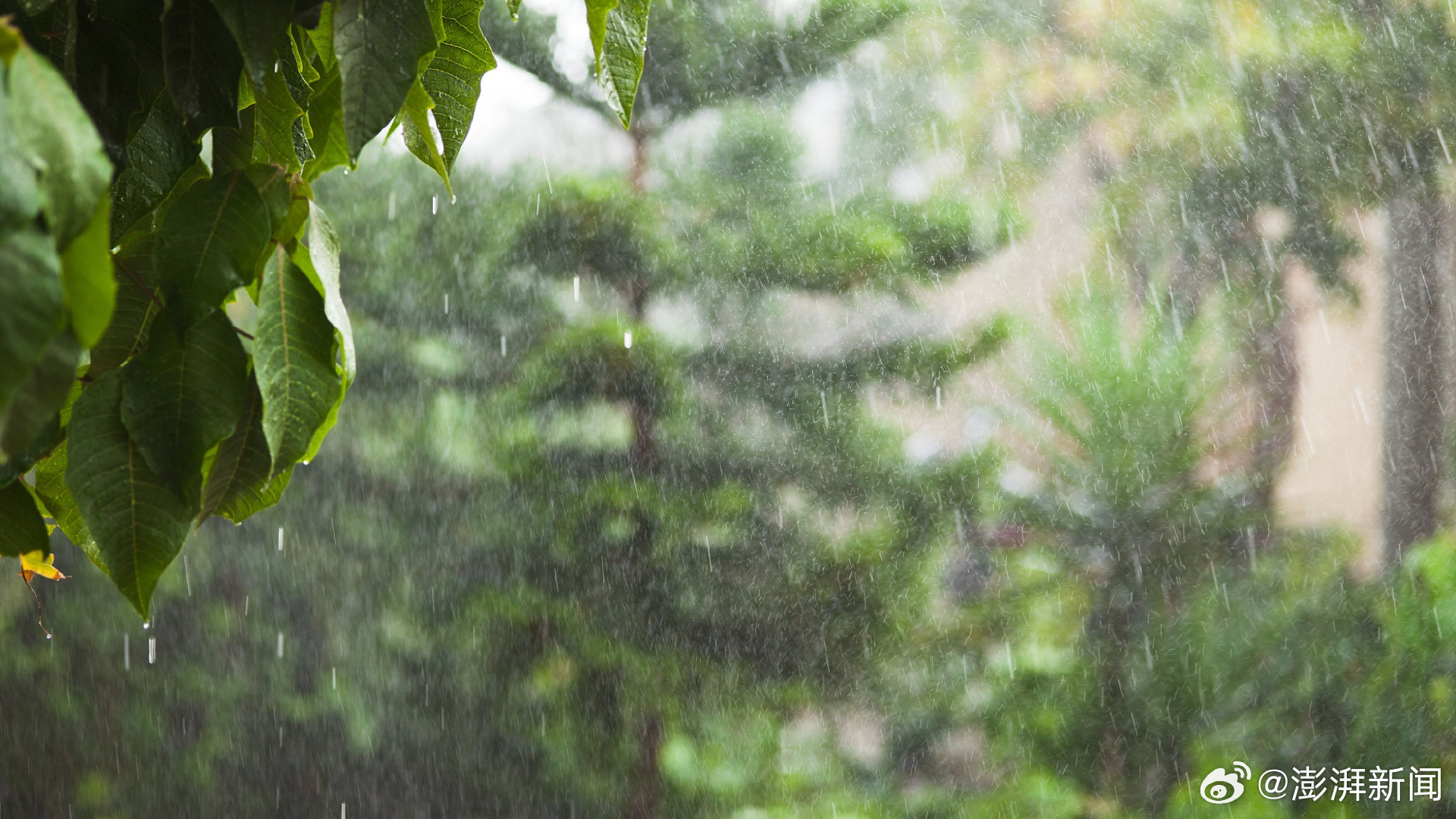 极端天气威胁江南梅雨季，未来或将消失？揭示背后的真相与影响